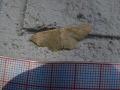 Bueengmåler (Idaea straminata)