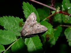 Vinkelhakefly (Polia bombycina)