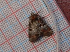 Rødlig strandengfly (Litoligia literosa)