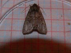 Pale Shining Brown (Polia bombycina)