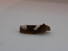 White-foot Bell (Epiblema foenella)