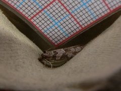 Grey Tortrix (Cnephasia stephensiana)