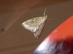 Chequered Straw (Evergestis pallidata)