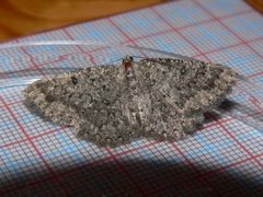 The Annulet (Charissa obscurata)