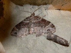 Flekkbåndmåler (Xanthorhoe ferrugata)