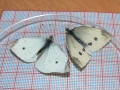 Small White (Pieris rapae)