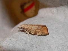 Chequered Fruit-tree Tortrix (Pandemis corylana)