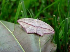 Blood-vein (Timandra comae)