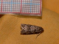 Grey Tortrix (Cnephasia stephensiana)