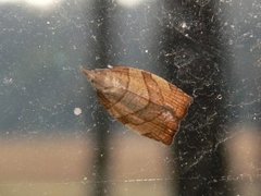 Chequered Fruit-tree Tortrix (Pandemis corylana)