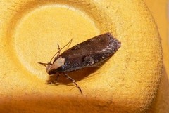 Large Purple Flat-body (Agonopterix liturosa)