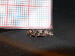 Grey Tortrix (Cnephasia stephensiana)