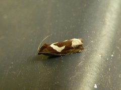 White-foot Bell (Epiblema foenella)