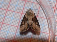 Double Lobed (Lateroligia ophiogramma)