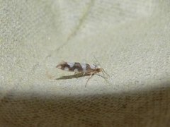 Gold-ribbon Argent (Argyresthia brockeella)