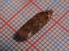 Large Carrot Flat-body (Agonopterix ciliella)