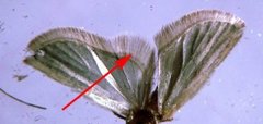 Large Carrot Flat-body (Agonopterix ciliella)