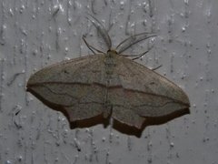 Blood-vein (Timandra comae)