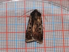White-line Dart (Euxoa tritici)