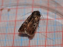 White-line Dart (Euxoa tritici)