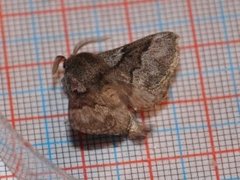 Pale Eggar (Trichiura crataegi)