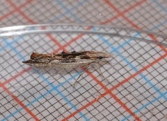 Ypsolopha scabrella