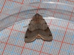 Brown-spot Pinion (Agrochola litura)