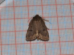 Mouse Moth (Amphipyra tragopoginis)