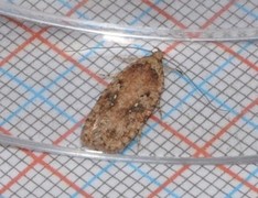 Agonopterix ciliella/heracliana