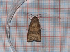 Dark Sword-grass (Agrotis ipsilon)