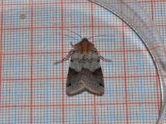 Brown-spot Pinion (Agrochola litura)