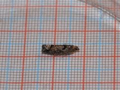 Dark Aspen Bell (Epinotia maculana)