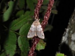 Brown-spot Pinion (Agrochola litura)