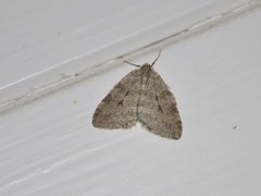 Pale November Moth (Epirrita christyi)