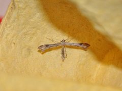 Triangle Plume (Platyptilia gonodactyla)