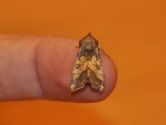 Frosted Orange (Gortyna flavago)