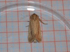 Dunkjevlefly (Nonagria typhae)