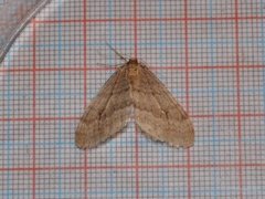 Northern Winter Moth (Operophtera fagata)