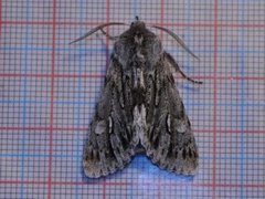 Rannoch Sprawler (Brachionycha nubeculosa)