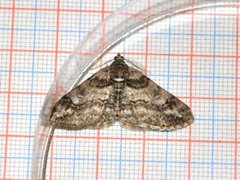 Ringed Carpet (Cleora cinctaria)