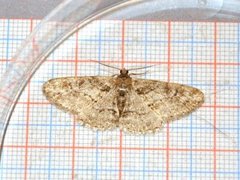 Ringed Carpet (Cleora cinctaria)