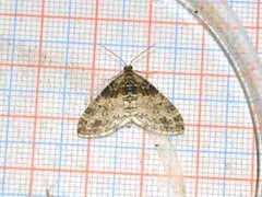 The Seraphim (Lobophora halterata)