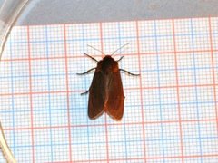 Ruby Tiger (Phragmatobia fuliginosa)