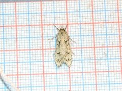 March Tubic (Diurnea fagella)