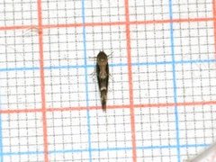 Kentish Cosmet (Mompha sturnipennella)