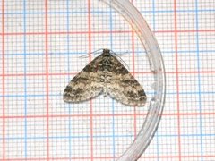 The Seraphim (Lobophora halterata)