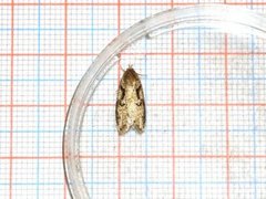 Dawn Flat-body (Semioscopis steinkellneriana)