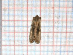 Pale Pinion (Lithophane socia)