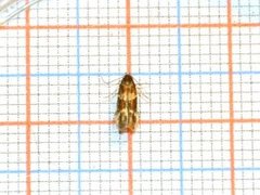 Garden Cosmet (Mompha subbistrigella)