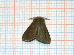 Muslin Moth (Diaphora mendica)